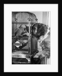 Dog looking at parrot in cage by Anonymous