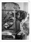 Dog looking at parrot in cage by Anonymous