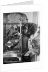 Dog looking at parrot in cage by Anonymous