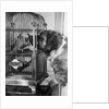 Dog looking at parrot in cage by Anonymous