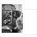 Dog looking at parrot in cage by Anonymous