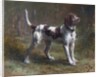 A Limier Briquet Hound by Rosa Bonheur