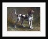 A Limier Briquet Hound by Rosa Bonheur