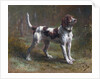 A Limier Briquet Hound by Rosa Bonheur