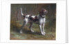 A Limier Briquet Hound by Rosa Bonheur