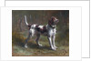 A Limier Briquet Hound by Rosa Bonheur