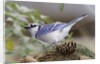 Blue Jay by Anonymous