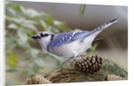 Blue Jay by Anonymous