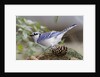 Blue Jay by Anonymous