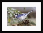 Blue Jay by Anonymous
