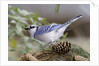 Blue Jay by Anonymous