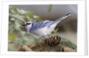Blue Jay by Anonymous