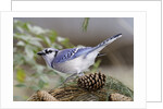 Blue Jay by Anonymous