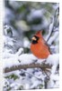Northern Cardinal by Anonymous