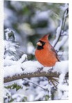 Northern Cardinal by Anonymous