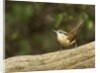 Carolina Wren by Anonymous