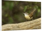 Carolina Wren by Anonymous