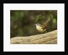 Carolina Wren by Anonymous
