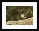 Carolina Wren by Anonymous