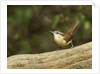 Carolina Wren by Anonymous