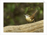 Carolina Wren by Anonymous