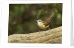 Carolina Wren by Anonymous