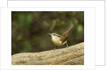 Carolina Wren by Anonymous