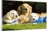 Golden Retriever puppies by Anonymous