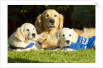 Golden Retriever puppies by Anonymous