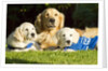 Golden Retriever puppies by Anonymous