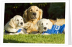 Golden Retriever puppies by Anonymous