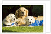 Golden Retriever puppies by Anonymous
