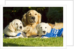 Golden Retriever puppies by Anonymous