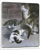 Domestic Cat with Three Kittens by Anonymous