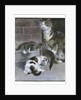 Domestic Cat with Three Kittens by Anonymous