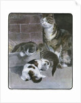 Domestic Cat with Three Kittens by Anonymous