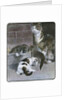 Domestic Cat with Three Kittens by Anonymous