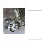 Domestic Cat with Three Kittens by Anonymous