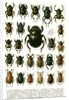 Vintage Illustration of Varieties of European Beetles by Anonymous