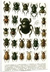 Vintage Illustration of Varieties of European Beetles by Anonymous