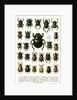 Vintage Illustration of Varieties of European Beetles by Anonymous