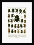 Vintage Illustration of Varieties of European Beetles by Anonymous