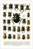 Vintage Illustration of Varieties of European Beetles by Anonymous