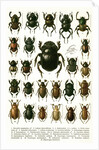 Vintage Illustration of Varieties of European Beetles by Anonymous