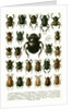 Vintage Illustration of Varieties of European Beetles by Anonymous