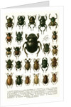 Vintage Illustration of Varieties of European Beetles by Anonymous
