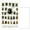 Vintage Illustration of Varieties of European Beetles by Anonymous