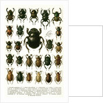 Vintage Illustration of Varieties of European Beetles by Anonymous