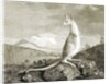 Illustration of kangaroo by Anonymous