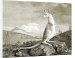 Illustration of kangaroo by Anonymous